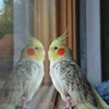 bird reflection